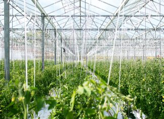 Arvesta zet internationale groei verder met overname Nederlandse tuinbouwspecialist Benfried