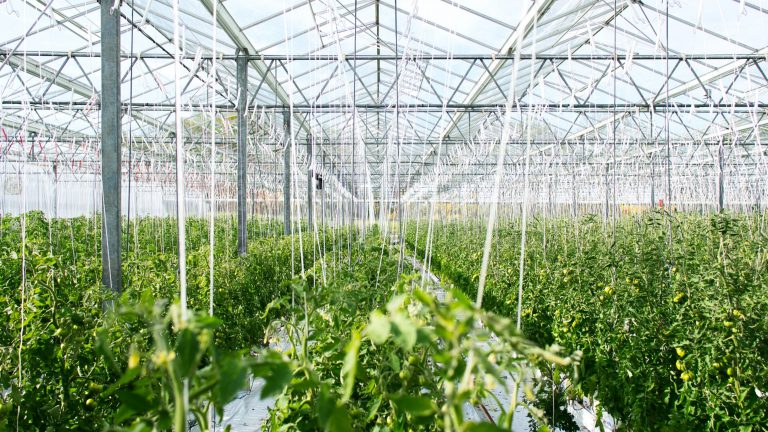 Arvesta zet internationale groei verder met overname Nederlandse tuinbouwspecialist Benfried