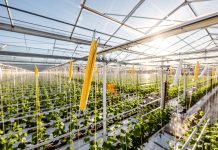 Tomatenhakenwikkelbedrijf van den Wijngaart overgenomen door branchegenoot Bato