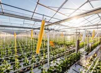 Tomatenhakenwikkelbedrijf van den Wijngaart overgenomen door branchegenoot Bato