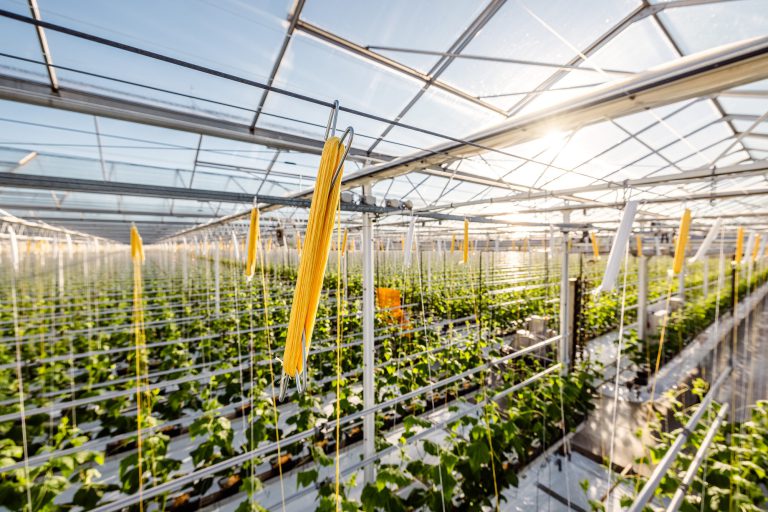 Tomatenhakenwikkelbedrijf van den Wijngaart overgenomen door branchegenoot Bato